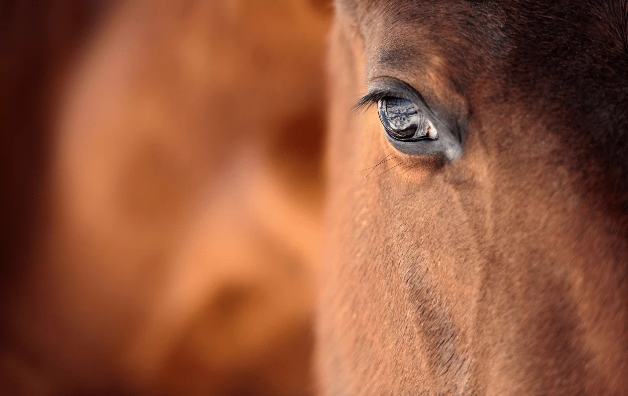 Reitrausch Pferdekopf