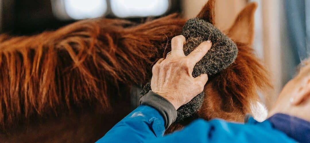 Pferdepflege – das A und O für ein gesundes, glückliches Pferd