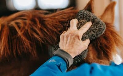 Pferdepflege – das A und O für ein gesundes, glückliches Pferd