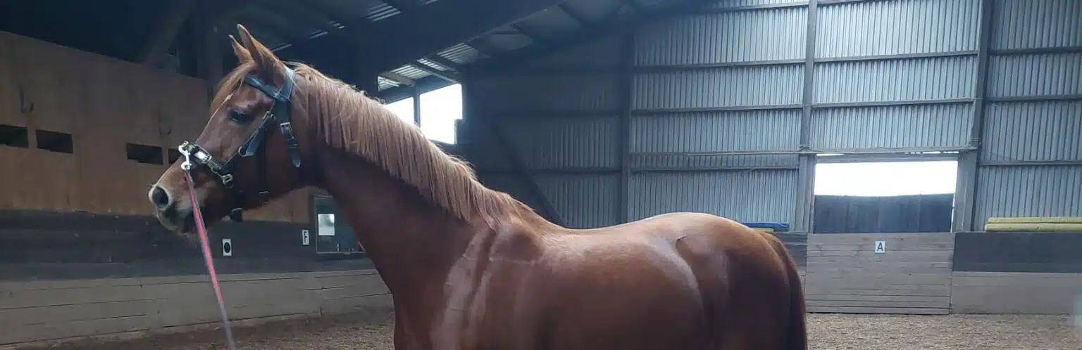 Pferd longieren