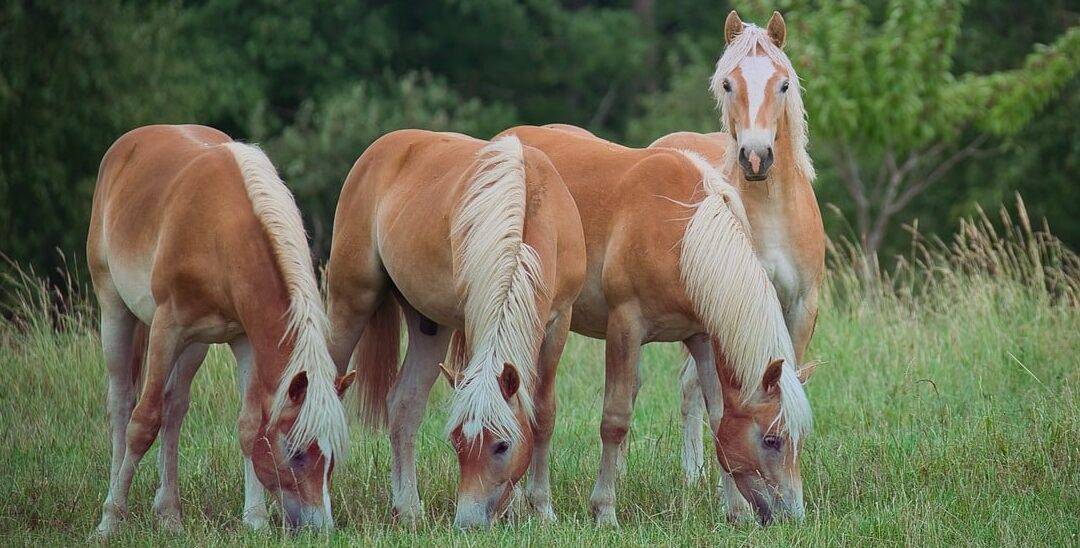 Haflinger Pferderassen für Anfänger