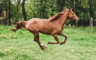 Vom Trab zum Galopp: Die Entwicklung der schnellen Gangarten