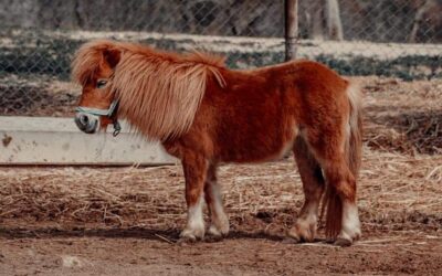 Pferdegrößen und Stockmaß: So findest du das perfekte Pferd oder Pony