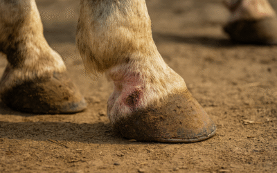 Mauke im Herbst und Winter: verstehen, vorbeugen, richtig handeln